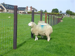 Livestock fence